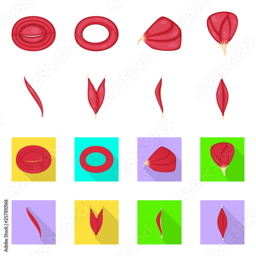 Vector illustration of fiber and muscular logo. Set of fiber and body  stock vector illustration.