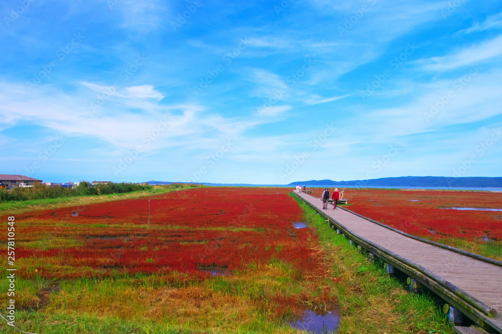 能取湖のサンゴ草 Stock Photo Adobe Stock