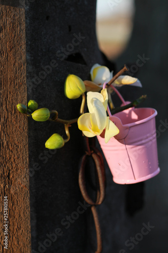 White orchid with buds in a pink decorative bucket