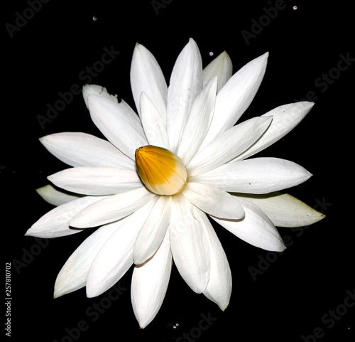 white lotus flower