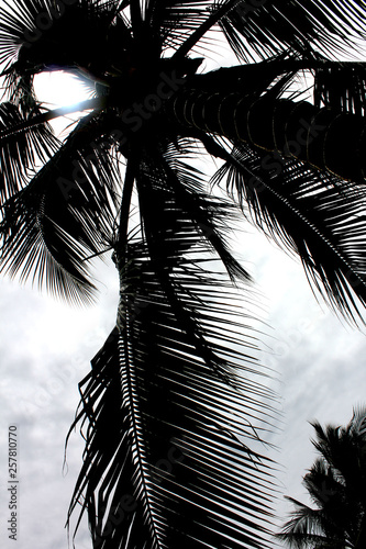 silhouette of palm tree