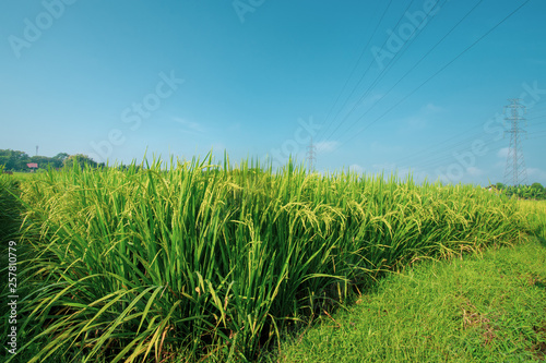 paddy at field ready to harvest