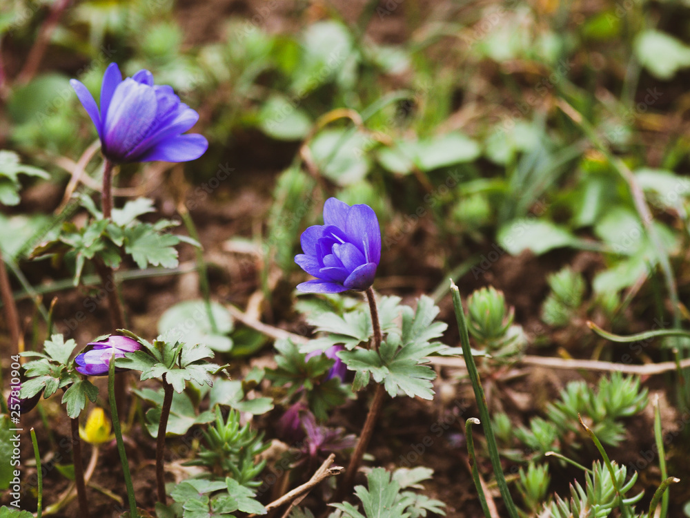 Anémones de Grèce (Anemone blanda) à pétales bleu Anémones de Grèce (Anemone blanda) à pétales bleu