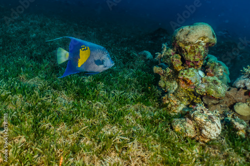 Fish swim in the Red Sea  colorful fish  Eilat Israel