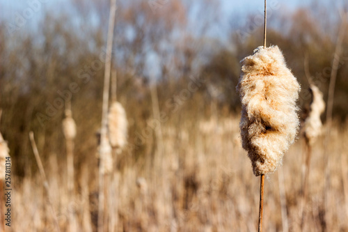 Dry reeds on river bank, bright blue sky background, sunny spring day