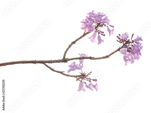 Jacaranda Flower isolated on white background, a species with an inflorescence at the tip of the purple flower, is native to South America.