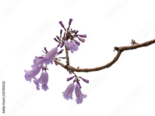Jacaranda Flower isolated on white background, a species with an inflorescence at the tip of the purple flower, is native to South America.