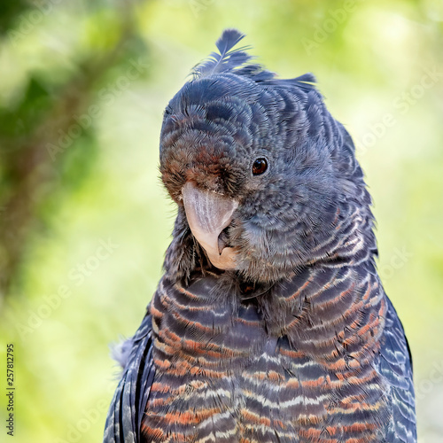 Gang Gang Cockatoo (Callocephalon fimbriatum) photo