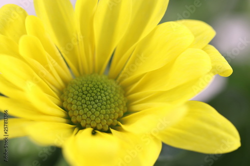 Hintergrund Sommer - Detailaufnahme einer gelben Chrysanteme mit Textfreiraum