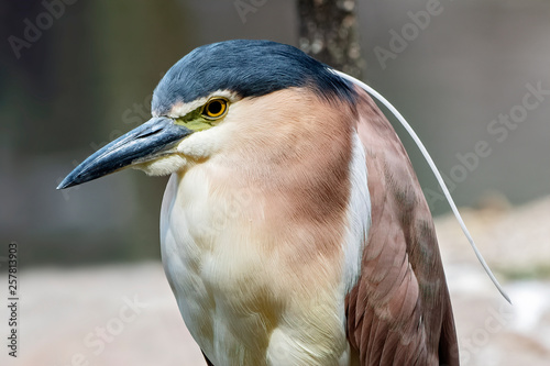 Nankeen Night Heron (Nycticorax caledonicus) photo