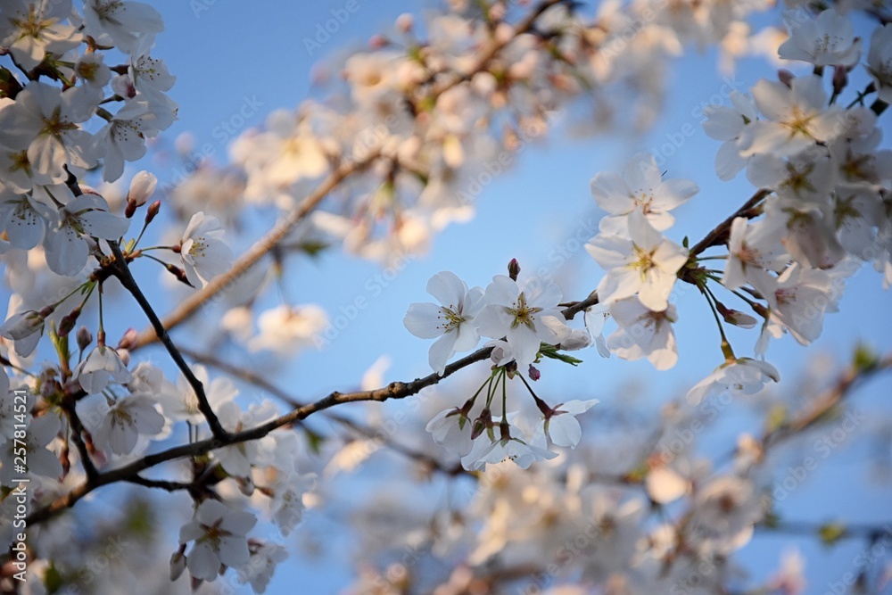Beautiful white and pink fruit tree blossom clusters in spring time, perfect nectar for bees. Close up view of fruit tree flowers. Floral background in Nashville, Tennessee. United States. Beautiful white and pink fruit tree blossom clusters in spring time, perfect nectar for bees. Close up view of fruit tree flowers. Floral background in Nashville, Tennessee. United States.