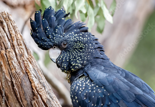 Red-tailed Black Cockatoo (Calyptorhynchus banksii)