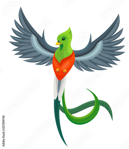 Vector beautiful flying quetzal bird symbol of Guatemala isolated on white background. Children alphabet illustration letter Q. photo
