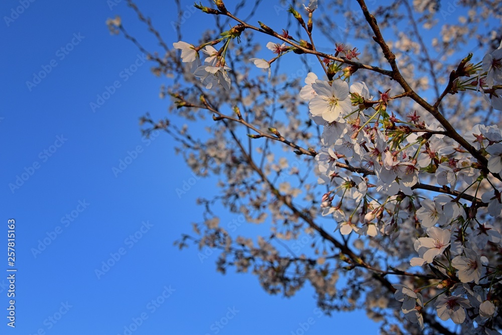 Beautiful white and pink fruit tree blossom clusters in spring time, perfect nectar for bees. Close up view of fruit tree flowers. Floral background in Nashville, Tennessee. United States. Beautiful white and pink fruit tree blossom clusters in spring time, perfect nectar for bees. Close up view of fruit tree flowers. Floral background in Nashville, Tennessee. United States.