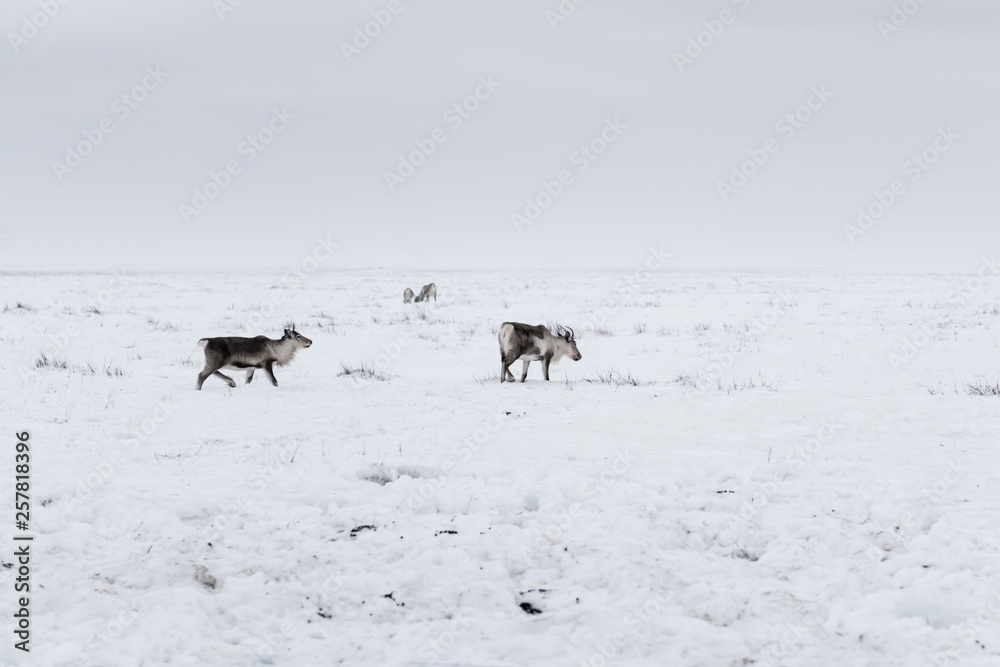 Deer on the snowy floor, filmed in Iceland Deer on the snowy floor, filmed in Iceland