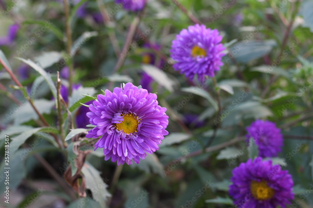 Smile of Flowers Smile of Flowers