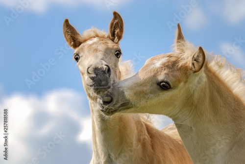 Two Haflinger horses foals playing, nibbling their nostrils in front of blue sky  © kathomenden
