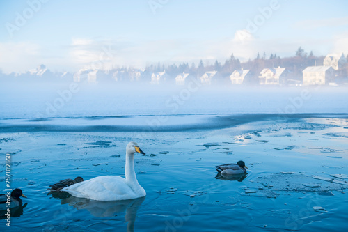 Swans and Ducks in Lake Tritonin  Iceland