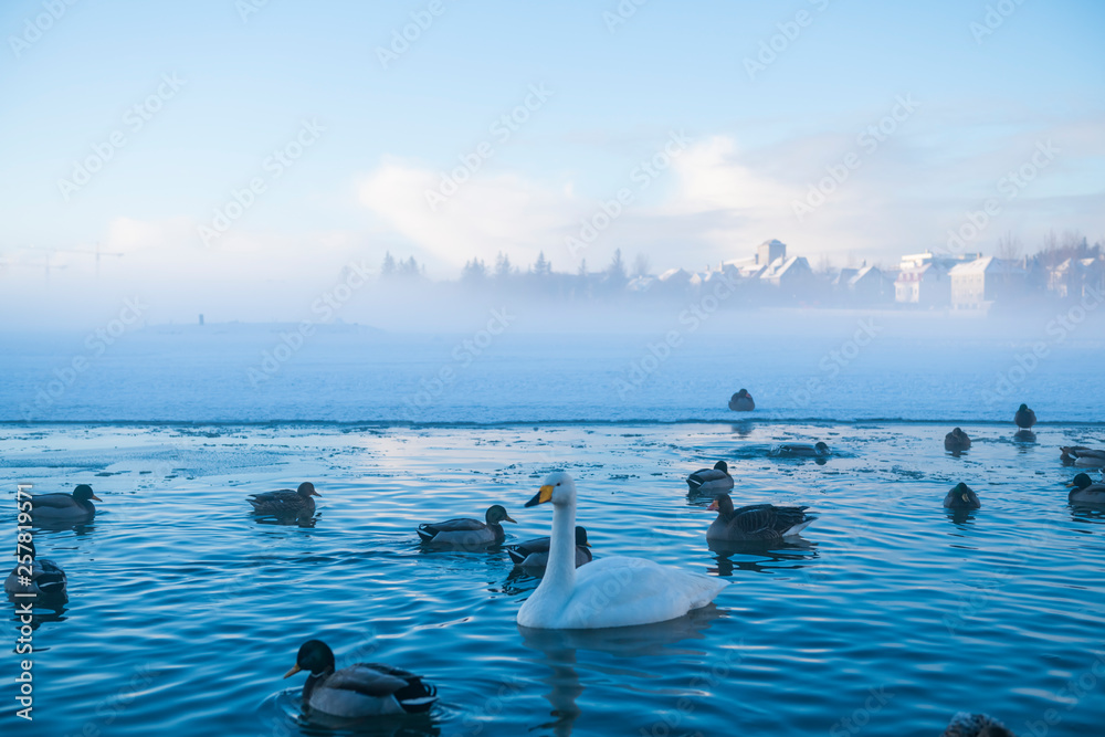 Swans and Ducks in Lake Tritonin, Iceland - obrazy, fototapety, plakaty 