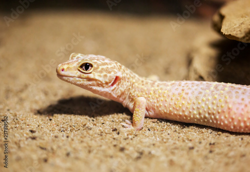 Leopard Gecko. On the top of the head  on the lips  back and tail are scattered small dark spots of irregular shape. Thanks to tenacious paws easily moves and conducts more vertical  than a land way o