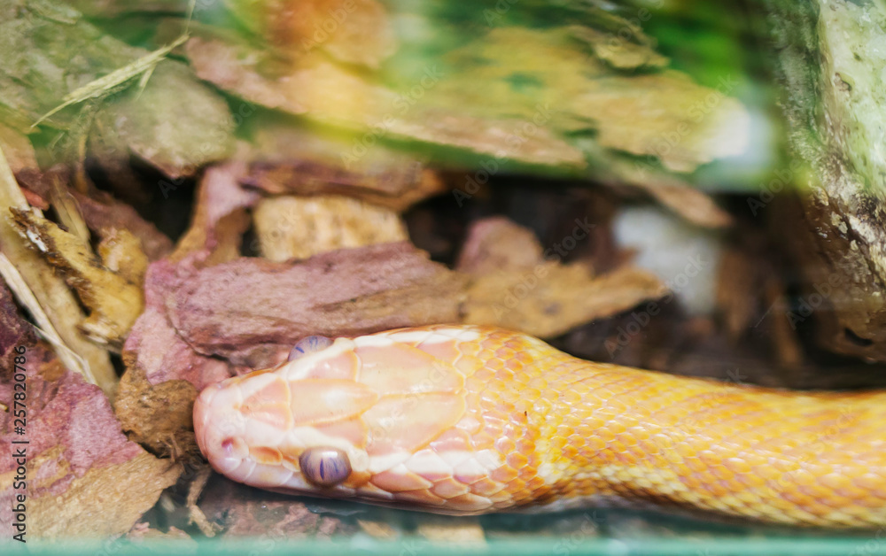 Brown House Snake. Albino. The African house snake belongs to the colubrid family, it is poisonous. The light strip stretches along the sides of the head and continues almost to the middle of the body Brown House Snake. Albino. The African house snake belongs to the colubrid family, it is poisonous. The light strip stretches along the sides of the head and continues almost to the middle of the body