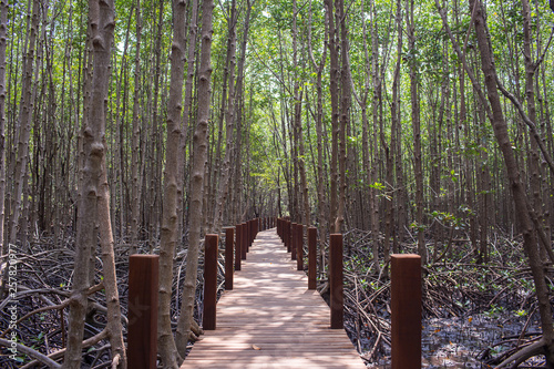 The wooden bridge, boardwalk, wooden walkway for nature trail the mangrove forest . View of wooden bride surrounding with tree at mangrove forest  where is the great place for relaxing on holiday. 