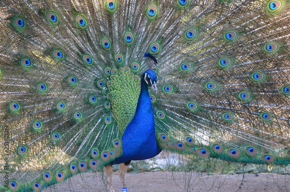 Naklejka premium Paon