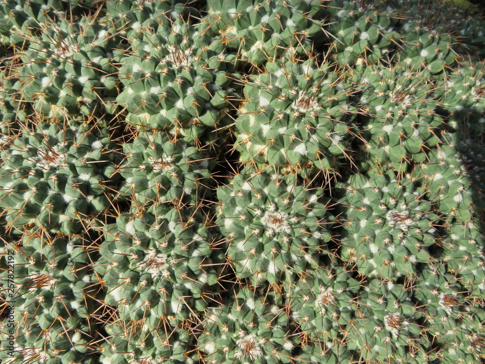 natural pattern with cactus natural pattern with cactus