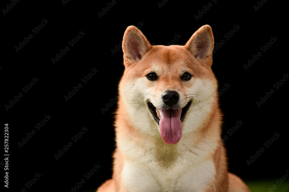 柴犬