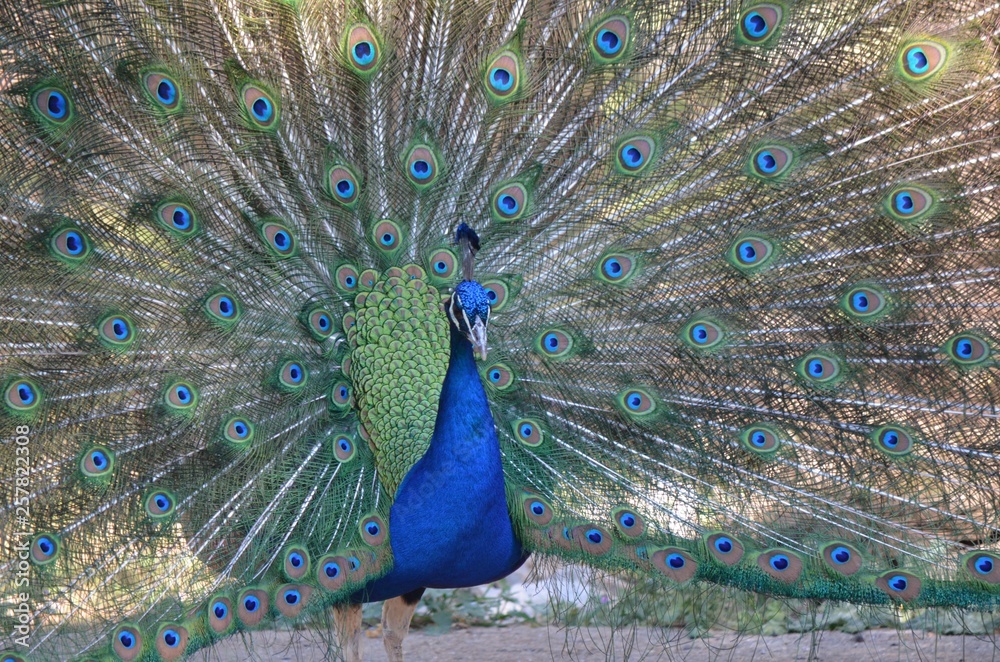 Obraz premium Paon 002