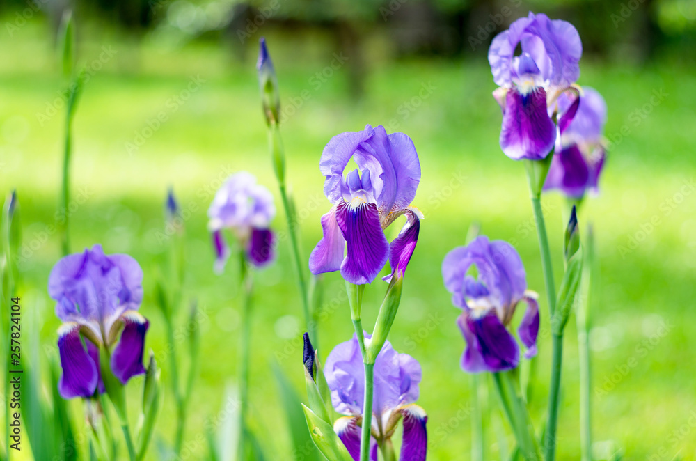 Flower iris in the garden. Spring flower iris shot in clear sun on green background Flower iris in the garden. Spring flower iris shot in clear sun on green background