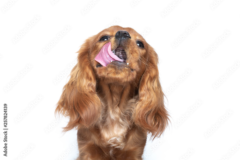 Tongue out dog