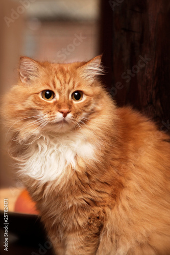 Portrait of cute long-haired red siberian cat with impressive look. Animal in our home. Indoors, copy space.