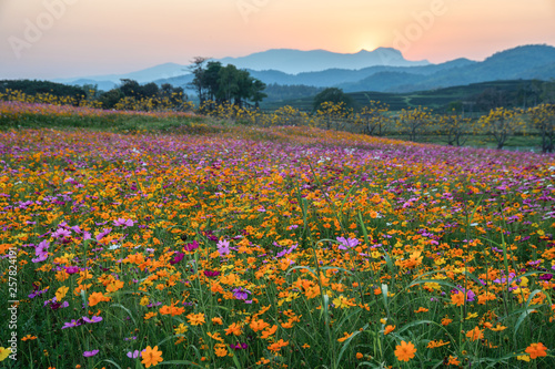 Colorful cosmos flower blooming on hill