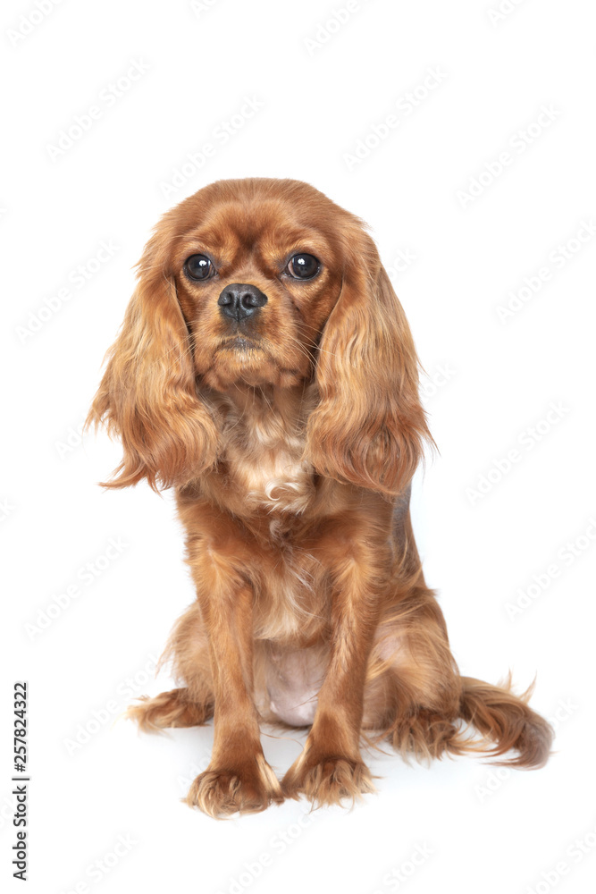 Portrait of cavalier spaniel