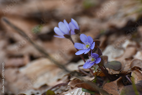 Liverwort, spring blue flowers of Hepatica Nobilis. Herbal medicine, blue flowers healing