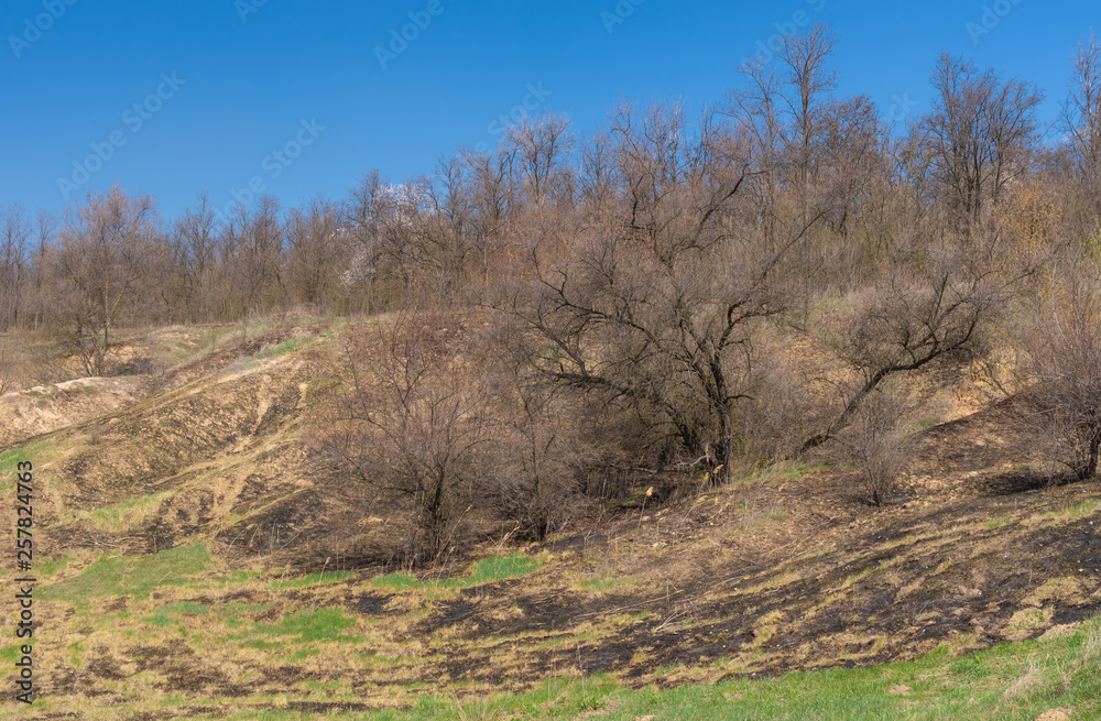 Spring landscape with burnt grass on a hilly land in Ukraine