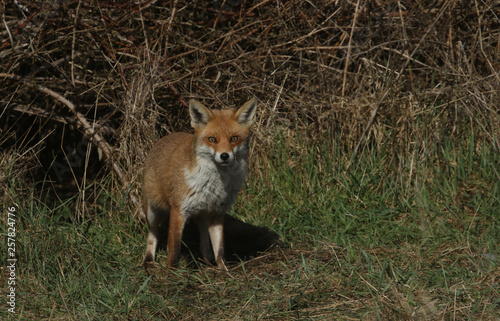 A magnificent Red Fox (Vulpes vulpes) searching for food to eat at the edge of shrubland.  © Sandra Standbridge