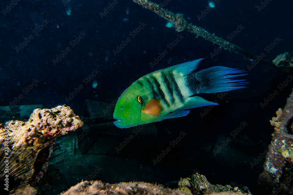 Fototapeta premium Fish swim in the Red Sea, colorful fish, Eilat Israel