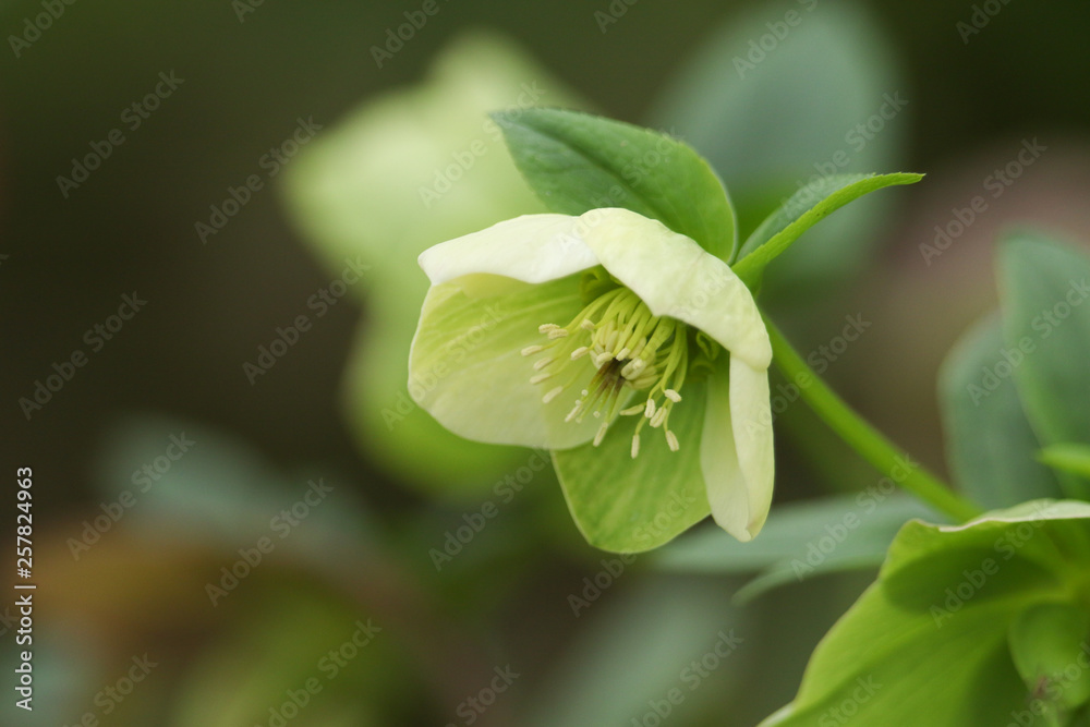 A beautiful Christmas Rose Helleborus flower. A beautiful Christmas Rose Helleborus flower.