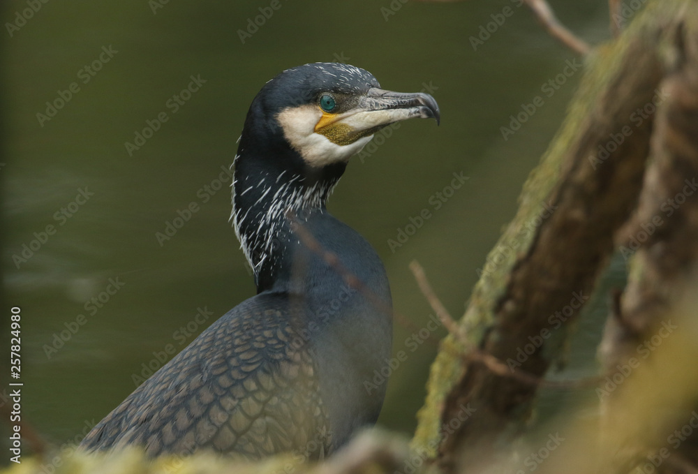 Fototapeta premium A head shot of a pretty Cormorant (Phalacrocorax carbo) perching on a tree above a river.