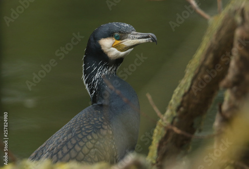 A head shot of a pretty Cormorant (Phalacrocorax carbo) perching on a tree above a river.