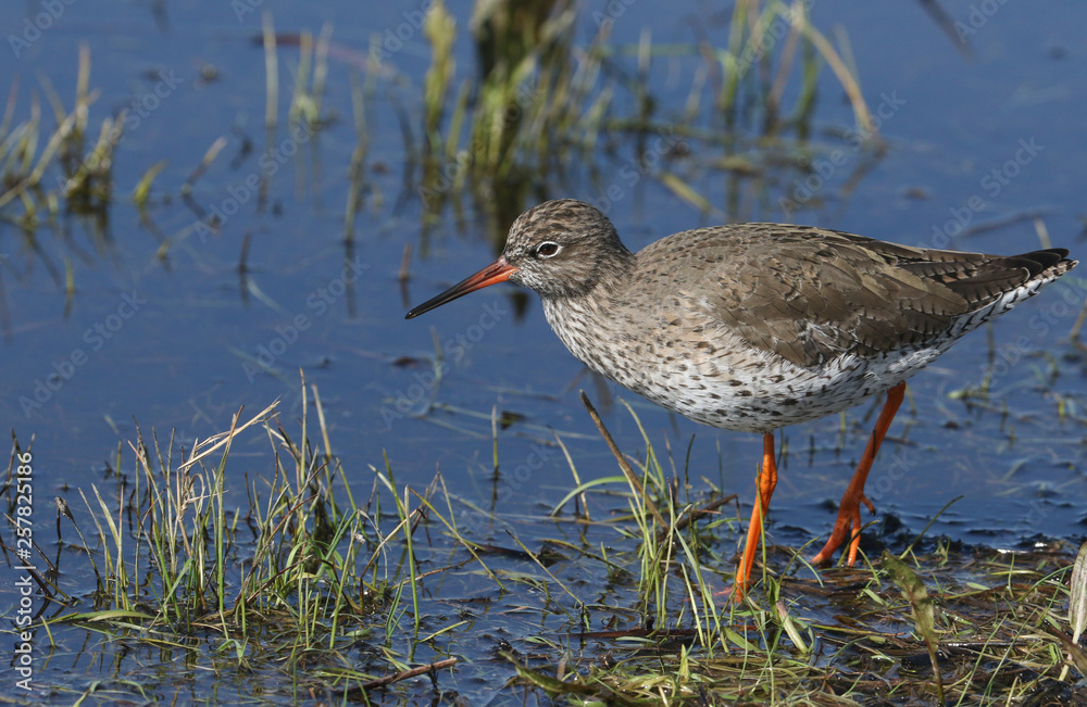 A beautiful Redshank, Tringa totanus, wading in water hunting for food in a flooded meadow. A beautiful Redshank, Tringa totanus, wading in water hunting for food in a flooded meadow.