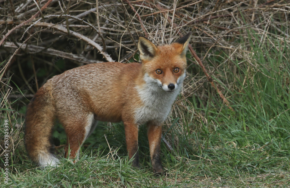 A magnificent Red Fox (Vulpes vulpes) searching for food to eat at the edge of shrubland. A magnificent Red Fox (Vulpes vulpes) searching for food to eat at the edge of shrubland.