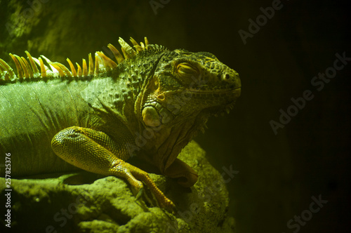 green iguana