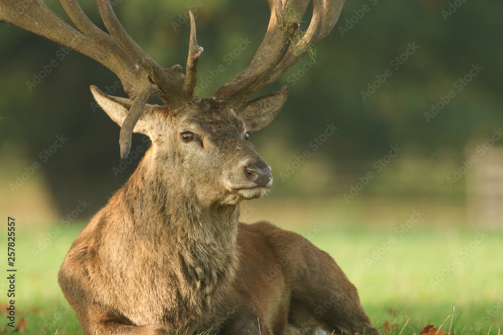 A large Red Deer (Cervus elaphus) resting in a meadow during rutting season. A large Red Deer (Cervus elaphus) resting in a meadow during rutting season.