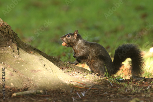 A rare Black Squirrel (Scirius carolinensis) on the side of a tree trunk with an Acorn in its mouth. 