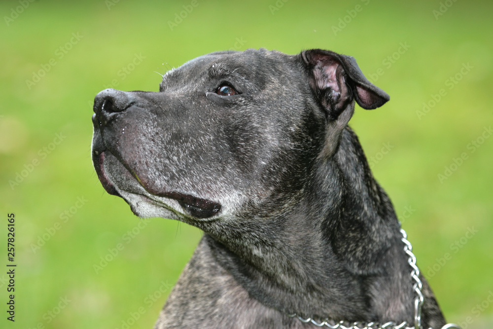 American Staffordshire Terrier