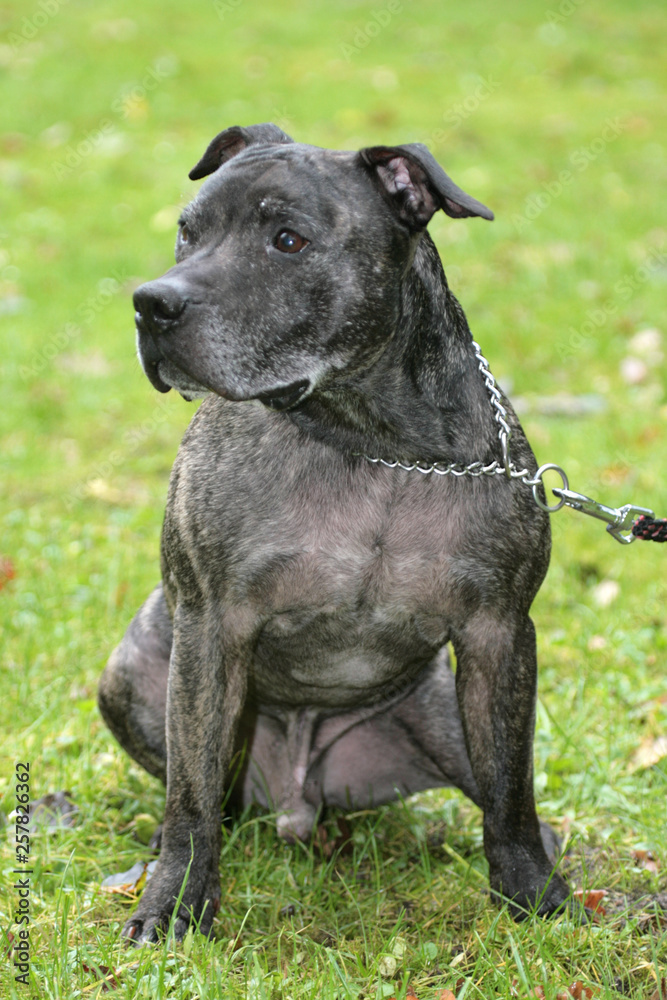 American Staffordshire Terrier sitzt im Garten