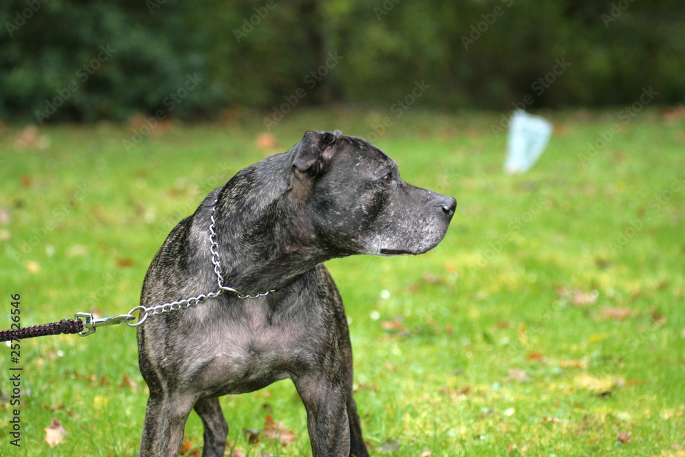 American Staffordshire Terrier guckt zur Seite American Staffordshire Terrier guckt zur Seite